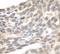 XPA, DNA Damage Recognition And Repair Factor antibody, IHC-00344, Bethyl Labs, Immunohistochemistry frozen image 
