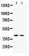 ATF4 antibody, A00371, Boster Biological Technology, Western Blot image 