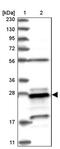 Proteasome Subunit Beta 10 antibody, PA5-56404, Invitrogen Antibodies, Western Blot image 