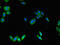 CCSP antibody, orb46071, Biorbyt, Immunofluorescence image 
