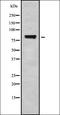 RNA Polymerase III Subunit E antibody, orb378382, Biorbyt, Western Blot image 