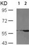 SMAD2 antibody, TA321257, Origene, Western Blot image 