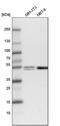 Ligand-dependent corepressor antibody, PA5-56741, Invitrogen Antibodies, Western Blot image 
