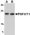 Protein O-Fucosyltransferase 1 antibody, TA306631, Origene, Western Blot image 