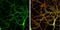 Neuroligin 3 antibody, GTX131085, GeneTex, Immunocytochemistry image 