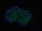 PR/SET Domain 14 antibody, PA1-114, Invitrogen Antibodies, Immunofluorescence image 