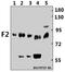 Coagulation Factor II, Thrombin antibody, A00044-2, Boster Biological Technology, Western Blot image 
