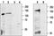 Calcium Sensing Receptor antibody, TA328603, Origene, Western Blot image 