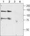 Potassium voltage-gated channel subfamily H member 4 antibody, PA5-77630, Invitrogen Antibodies, Western Blot image 