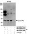 Coiled-Coil Domain Containing 43 antibody, NB100-97846, Novus Biologicals, Western Blot image 