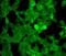 Chromobox 8 antibody, orb107362, Biorbyt, Immunofluorescence image 