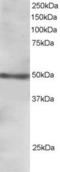 Forkhead Box Q1 antibody, orb18550, Biorbyt, Immunohistochemistry paraffin image 