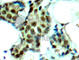 p38 antibody, AP0239, ABclonal Technology, Immunohistochemistry paraffin image 