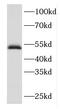 F-Box Protein 3 antibody, FNab03043, FineTest, Western Blot image 