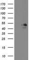 Meis Homeobox 3 antibody, NBP2-03933, Novus Biologicals, Western Blot image 