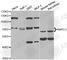 RNA Binding Region (RNP1, RRM) Containing 3 antibody, A6333, ABclonal Technology, Western Blot image 
