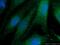 Glutathione Synthetase antibody, 15712-1-AP, Proteintech Group, Immunofluorescence image 