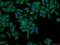 Carboxypeptidase Q antibody, 16601-1-AP, Proteintech Group, Immunofluorescence image 