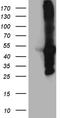 Myosin Binding Protein C, Fast Type antibody, TA811203S, Origene, Western Blot image 