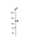 Caspase Recruitment Domain Family Member 6 antibody, abx034203, Abbexa, Western Blot image 