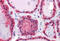 Lactate Dehydrogenase B antibody, MBS246370, MyBioSource, Immunohistochemistry frozen image 