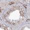 N-Acetyl-Alpha-Glucosaminidase antibody, HPA038815, Atlas Antibodies, Immunohistochemistry frozen image 
