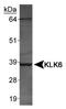 Kallikrein-6 antibody, NBP1-06497, Novus Biologicals, Western Blot image 