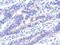 VPS33A Core Subunit Of CORVET And HOPS Complexes antibody, PA5-31456, Invitrogen Antibodies, Immunohistochemistry frozen image 