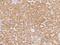 Podocan Like 1 antibody, 206269-T08, Sino Biological, Immunohistochemistry frozen image 