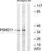 Proteasome 26S Subunit, Non-ATPase 11 antibody, TA314396, Origene, Western Blot image 