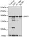 Uveal Autoantigen With Coiled-Coil Domains And Ankyrin Repeats antibody, 23-897, ProSci, Western Blot image 
