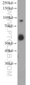 Ras and Rab interactor 1 antibody, 16388-1-AP, Proteintech Group, Western Blot image 
