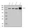 Neural Cell Adhesion Molecule 1 antibody, A00184-4, Boster Biological Technology, Western Blot image 
