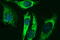 Acetyl-CoA Acyltransferase 2 antibody, M08341, Boster Biological Technology, Immunofluorescence image 