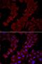 Chaperonin Containing TCP1 Subunit 4 antibody, orb247489, Biorbyt, Immunofluorescence image 