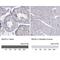 BCL2 Associated Athanogene 5 antibody, NBP1-86065, Novus Biologicals, Immunohistochemistry paraffin image 