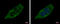Acyl-CoA Dehydrogenase Short/Branched Chain antibody, GTX114231, GeneTex, Immunocytochemistry image 