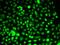 Pre-MRNA Processing Factor 3 antibody, orb167388, Biorbyt, Immunofluorescence image 