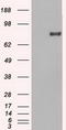 Prominin-2 antibody, TA500351S, Origene, Western Blot image 