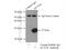Dynactin Subunit 6 antibody, 16947-1-AP, Proteintech Group, Immunoprecipitation image 