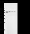 Selectin E antibody, 50736-R015, Sino Biological, Western Blot image 