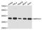 Mitochondrial Ribosomal Protein S31 antibody, A13714, Boster Biological Technology, Western Blot image 