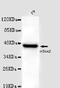 Quiescin Sulfhydryl Oxidase 1 antibody, LS-C178317, Lifespan Biosciences, Western Blot image 