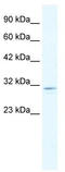 Chloride Intracellular Channel 2 antibody, TA338518, Origene, Western Blot image 