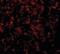 Golgi phosphoprotein 3 antibody, orb94333, Biorbyt, Immunofluorescence image 