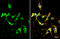 DRD2 antibody, GTX636952, GeneTex, Immunofluorescence image 