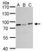DEAD-Box Helicase 3 Y-Linked antibody, TA307886, Origene, Western Blot image 