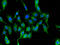 Arginyl-tRNA synthetase, cytoplasmic antibody, A63282-100, Epigentek, Immunofluorescence image 
