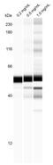 Proteasome 19S S7 antibody, NBP1-87797, Novus Biologicals, Western Blot image 