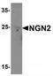 Neurogenin 2 antibody, TA319997, Origene, Western Blot image 